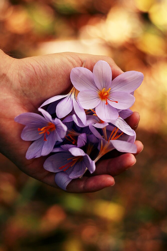 How to Choose the Right Type of Flowers for a Funeral.  